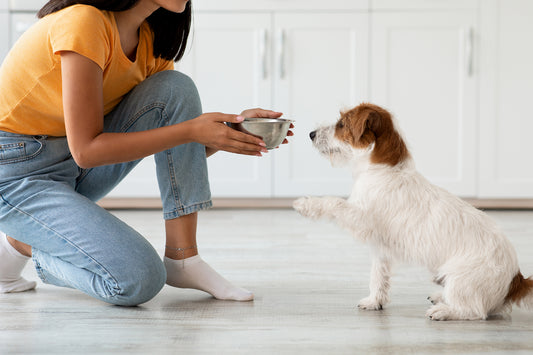 Exploring the Pros and Cons of Different Types of Pet Food: Finding the Perfect Fit for Your Furry Friend