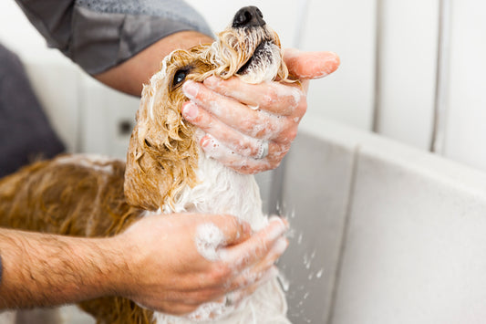 Pet Bathing Essentials: Equipment and Safety Precautions