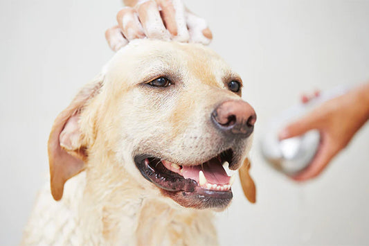 The Essentials of Dog Grooming: A Beginner's Guide