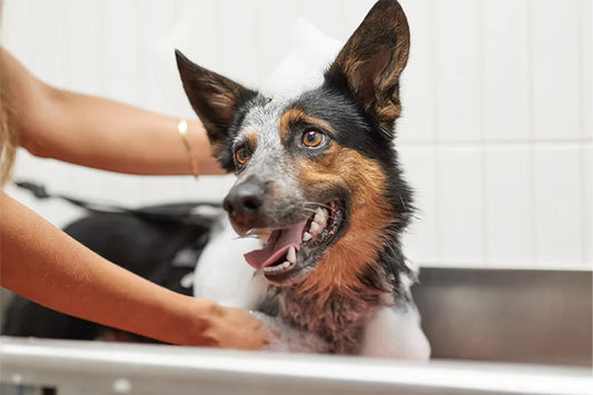 Dog Grooming Mistakes: 6 Things You Should Never Do