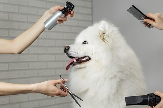 Debunking Common Misunderstandings About Dog Grooming