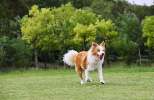 How to Effectively Train Your Dog Using the Fulupet 3-in-1 Training System？